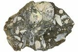 Two Iridescent Fossil Ammonites (Discoscaphites) - South Dakota #137288-1